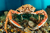 Large male Spider crab (Maja brachydactyla) beneath a jetty, Swanage, Dorset, UK, English Channel.