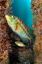 Pair of Corkwing wrasse (Symphodus melops) spawning on nest. The larger male is in the foreground, the smaller female with her blue egg tube (papilla) extended is behind. Swanage, Dorset, UK, English...