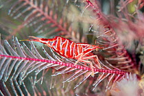 Feather star shrimp (Hippolyte prideauxiana) in a Red feather star (Antedon bifida). This observation greatly expands the known range of this rare species of shrimp in the UK, Eyemouth, Scotland, UK,...
