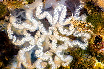 Nudibranch (Doto eireana) crawling across a large coil of Nudibranch (Tritonia hombergi) eggs, Eyemouth, Scotland, UK, North Sea.