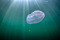 Pink Comb jelly (Beroe cucumis) with amphipod hitchikers floats through sunlit water, Eyemouth, Scotland, UK, North Sea.