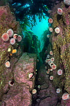 Aggregation of Common sea urchins (Echinus esculentus) beneath Cuvie kelp (Laminaria hyperborea) forest, Farne Islands, Northumberland, UK, North Sea.