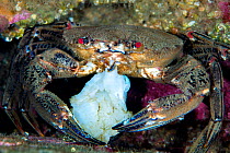 Velvet swimming crab (Necora puber) feeding, Farne Islands, Northumberland, UK, North Sea.