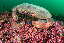 Edible crab (Cancer pagurus) foraging on a Maerl (Phymatolithon calcareum) bed, Fal River estuary, Cornwall, UK.