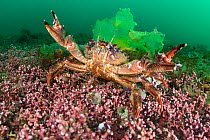 Wrinkled swimming crab (Liocarcinus corrugatus) displaying its claws on a Maerl (Phymatolithon calcareum) bed, Fal River Estuary, Cornwall, UK.