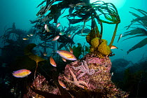 Rock cook wrasse (Centrolabrus exoletus) and Spiny starfish (Marthasterias glacialis) on a submerged reef beneath Furbellows kelp (Saccorhiza polyschides), Cornwall, UK,. English Channel.