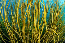 Spaghetti seaweed (Himanthalia elongata), Cornwall, UK. English Channel.