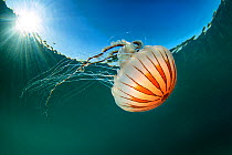 Compass jellyfish (Chrysaora hysoscella) with sunburst close to the surface, Talland Bay, Cornwall, UK, English Channel.