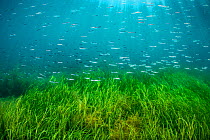 School of Lesser sand eels (Ammodytes tobianus) swimming over an Eelgrass (Zostera marina) meadow in shallow water. Swanage, Dorset, UK. English Channel. July.
