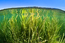 Eelgrass (Zostera marina) meadow in shallow water, Swanage, Dorset, UK. English Channel. July.