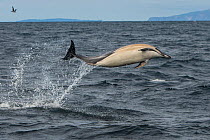 Common dolphin (Delphinus delphis) leaping out of sea, Isle of Coll, Inner Hebrides, Scotland, UK, Atlantic Ocean. August.