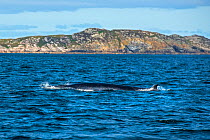 Minke whale (Balaenoptera acutorostrata) surfacing to breathe close to the Isle of Coll, Inner Hebrides, Scotland, UK, Atlantic Ocean. August.