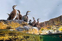 Adult Shags (Phalacrocorax aristotelis) with young, gathered on rocks, Treshnish Isles, Southern Hebrides, Scotland, UK, Atlantic Ocean. August.