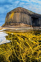 A tangle of Spaghetti seaweed / Thong weed (Himanthalia elongata) growing beneath the straight basalt columns outside Fingal's Cave. Isle of Staffa, Inner Hebrides, Scotland, UK, Atlantic Ocean. Augus...