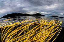 Spaghetti seaweed / Thong weed (Himanthalia elongata) growing up to the water surface, Isle of Coll, Inner Hebrides, Scotland, UK, Atlantic Ocean. August.