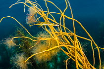 Male Fifteen spined stickleback / Sea stickleback (Spinachia spinachia) guarding a nest in Spaghetti seaweed / Thong weed (Himanthalia elongata), Isle of Coll, Inner Hebrides, Scotland, UK, North Atla...
