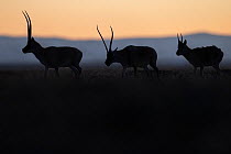 Tibetan antelope / Chiru (Pantholops hodgsonii) silhouetted, Keke Xili / Hoh Xil Nature Reserve, Qinghai Province, China. Nordic Nature Photo Competition 2021 Runner up - Travel category