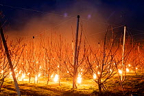 Smoke and heat created by giant candles, filled with liquid paraffin, placed next to apricot trees to protect the buds from frost damage, Zavod, Hungary, April, 2020. SajtoFoto (PressPhoto) Hungary Ph...