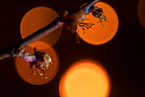 Flowers of apricot trees surrounded with lights from giant candles, which are protecting them from the frost damage Zavod, Hungary, April, 2020. SajtoFoto (PressPhoto) Hungary Photography Competition...