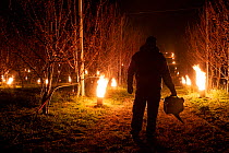 To protect their crop from frost damage, farmers on large apricot farms use the old, rarely seen technique of torching. Using liquid paraffin candles to heat the surrounding air, the heat and smoke cr...