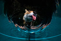 Fox (Vulpes vulpes) drinking water from a sauna pool in a garden; low angle view looking up through water, Verteskozma, Hungary. Hungary Nature Photographer of the Year Competition 2021 Winner - Mamma...