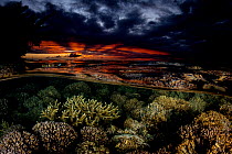 Various hard corals at sunset, Moorea, French Polynesia, Pacific Ocean.