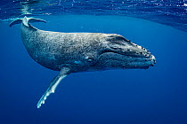 Humpback whale (Megaptera novaeangliae) calf, Moorea, French Polynesia, Pacific Ocean.