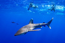 Whitetip shark (Carcharhinus longimanus) and Pilot fish (Naucrates ductor) being watched by divers, Tubuai, French Polynesia, Pacific Ocean.