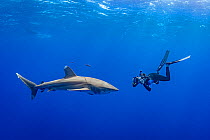 Whitetip shark (Carcharhinus longimanus) and Pilot fish (Naucrates ductor) with an underwater photographer, Tubuai, French Polynesia, Pacific Ocean.