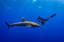 Whitetip shark (Carcharhinus longimanus) and Pilot fish (Naucrates ductor) with an underwater photographer, Tubuai, French Polynesia, Pacific Ocean.