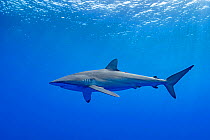 Silky shark (Carcharhinus falciformis) swimming near the surface, Tubuai, French Polynesia, Pacific Ocean.