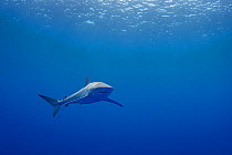 Silky shark (Carcharhinus falciformis), Tubuai, French Polynesia, Pacific Ocean.
