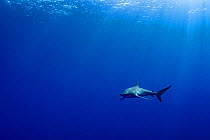 Silky shark (Carcharhinus falciformis) swimming through sunlit water, Tubuai, French Polynesia, Pacific Ocean.