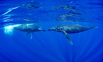 Two Humpback whales (Megaptera novaeangliae) nose to nose, Moorea, French Polynesia, Pacific Ocean.
