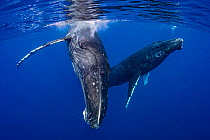 Two Humpback whales (Megaptera novaeangliae) swimming near the surface, Moorea, French Polynesia, Pacific Ocean.