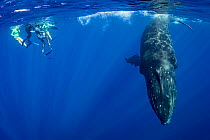 Humpback whale (Megaptera novaeangliae) with a group of tourists swimming nearby, Moorea, French Polynesia, Pacific Ocean.