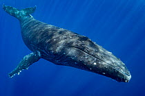 Humpback whale (Megaptera novaeangliae) portrait, Moorea, French Polynesia, Pacific Ocean.