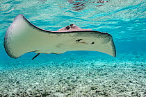 Pink whipray (Pateobatis fai) in shallow water, Moorea, French Polynesia, Pacific Ocean.