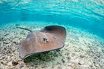 Pink whipray (Pateobatis fai) in shallow water, Moorea, French Polynesia, Pacific Ocean.