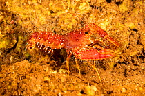 Red reef lobster (Enoplometopus occidentalis) walking along the sea floor, Hawaii.