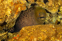 Giant moray eel (Gymnothorax javanicus) hiding in coral reef rocks, Hawaii.