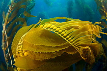 Air bladders lifting strands of giant kelp (Macrocystis pyrifera) towards the surface, off Santa Barbara Island, California, USA, Pacific Ocean. Nature's Best Photography International Awards 2023 - H...