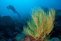 Diver, with yellow polyp black coral (Antipathes galapagensis) in foreground, rising from the reef, Santa Fe Island, Galapagos Islands, UNESCO Natural World Heritage Site, Ecuador.
