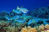 Group of male Gilded triggerfish (Xanthichthys auromarginatus) dropping to the coral and briefly milling about, then returning to mid-water, Hawaii.