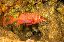 Blue-lined squirrelfish (Sargocentron tiere) swimming on the coral reef, Hawaii.