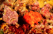 Two Tuberculated frogfish (Antennatus tuberosus), despite the differences in appearance, on coral reef, Hawaii.