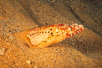 Reptilian snake eel (Brachysomophis henshawi) half buried in sand, hiding, Hawaii.
