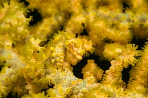 Yellow pygmy seahorse (Hippocampus bargibanti) camouflaged in coral reef, Philippines.