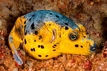 Blackspotted puffer (Arothron nigropunctatus) curled up on the reef for the night, with a transparent cleaner shrimp (Urocaridella antonbrunii) inspecting its tail, Philippines.