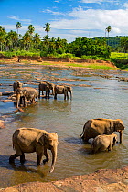 Sri Lankan Asian elephant (Elephas maximus) herd bathing and drinking in river, Pinnawala, Sri Lanka.